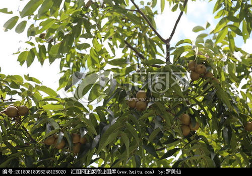 描述核桃树的成分