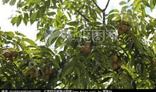 描写核桃树的作文