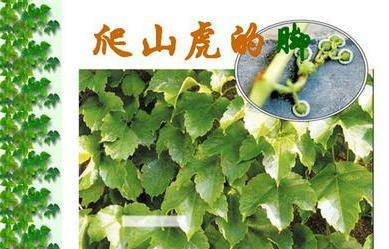 观察爬行者