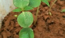 我眼中的小花苗