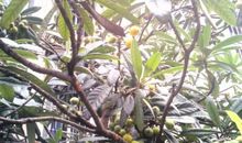 我家门前的枇杷树