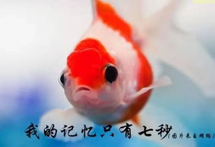 如果你给我一条鱼