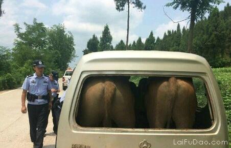 烦人的货车
