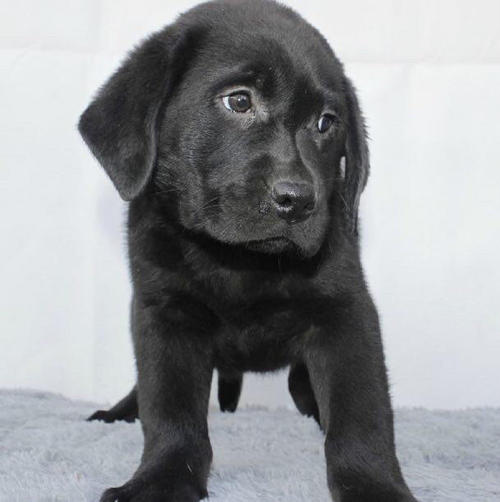 拉布拉多犬