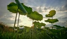 我忘不了夕阳下的荷