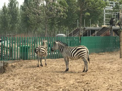 参观东北壮族野生动物园