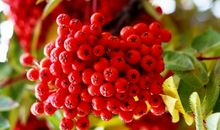 期待诚信之花结出累累硕果