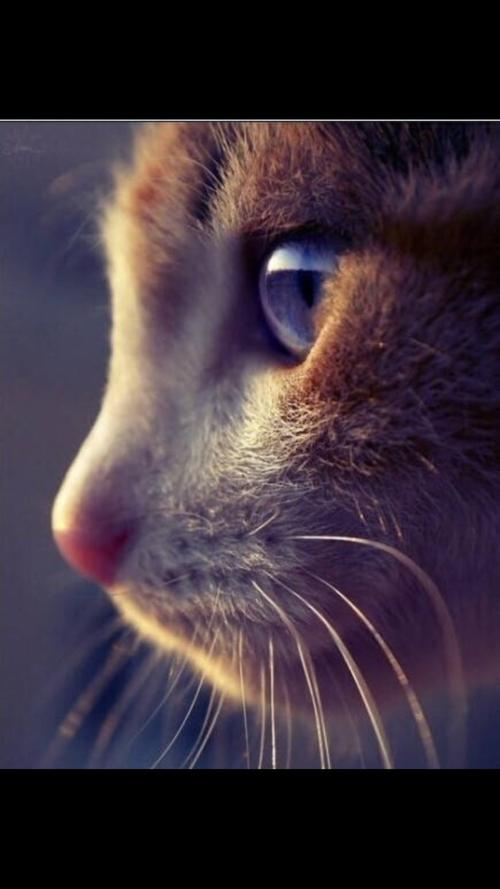 妈妈的眼睛里有星星