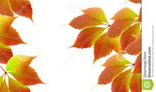 多姿多彩的秋叶