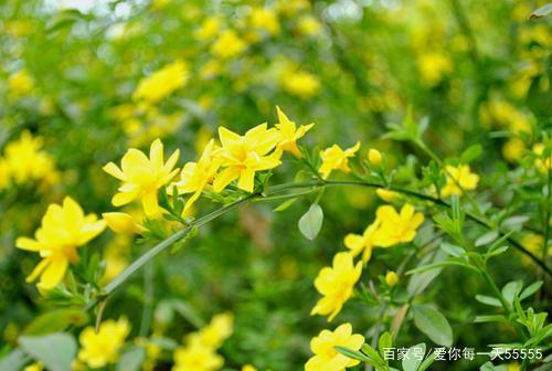 冬季茉莉花的启示