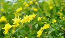 一棵迎春花的启示