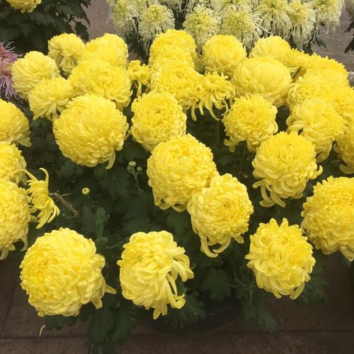菊花好漂亮