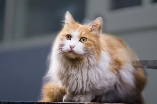 奶奶的猫