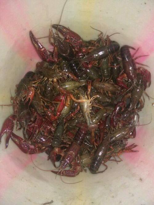 捉龙虾