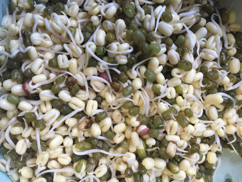 豆芽观察日记7天
