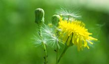 生命是一朵蒲公英