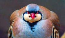 假如我是只神奇的小鸟