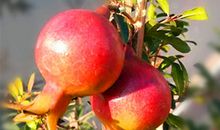 诱惑是人生的必修课