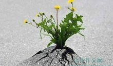 逆境生长成就人生