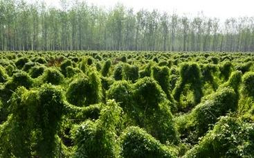 种山药