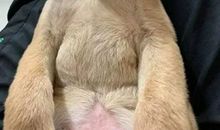 爷爷家的小黄狗