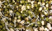 观察豆芽成长日记