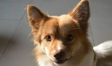 我喜欢的动物朋友