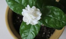 我眼中的茉莉花