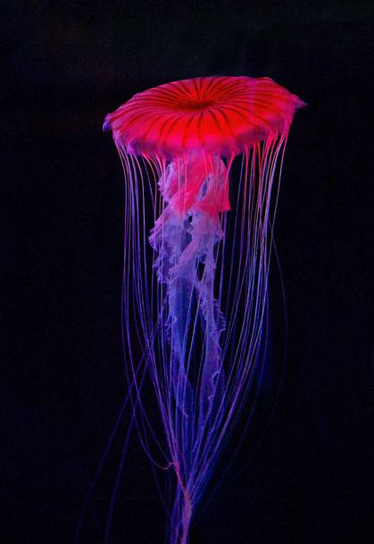 海蜇