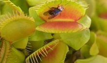 描写捕蝇草的作文