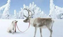 这个雪天很温暖