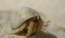 第一次养寄居蟹