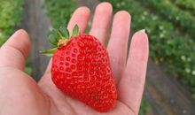 采草莓