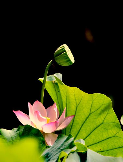 花影pre可危