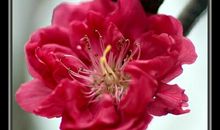 渴望桃花盛开时