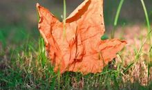 烈日中那一股清爽的风