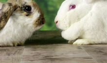 可爱的两只小白兔