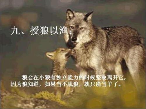 狼的启示