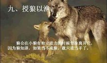 狼的启示