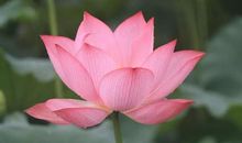 夏天，那独特的美