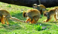 一只小猴子从动物园跑了出来续写