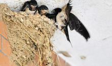 我想变成一只燕子