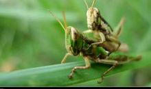 又是一年蝉鸣时