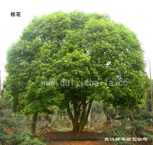 可爱的桂花树