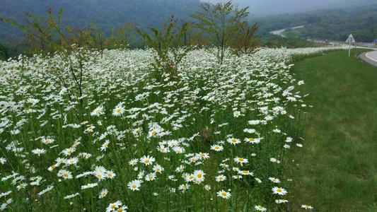 在雪山顶上盛开的花朵