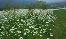 开在雪山之巅的鲜花