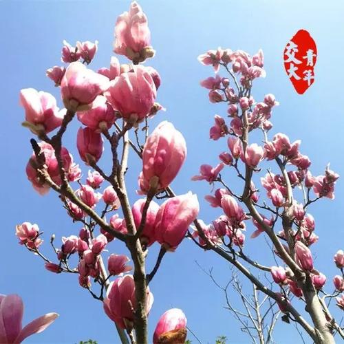 让全家绽放