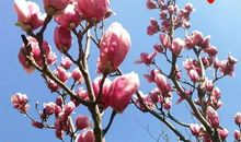 让亲情的花儿绽放