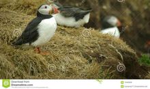 小海鹦智斗大老鹰