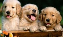 宠物让生活更美好